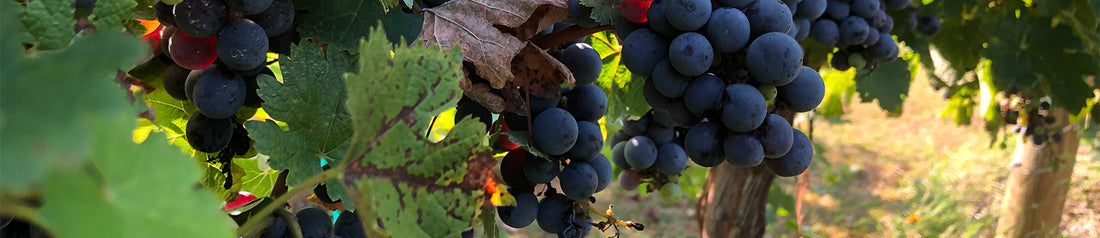 Colour of Raven Cabernet Sauvignon